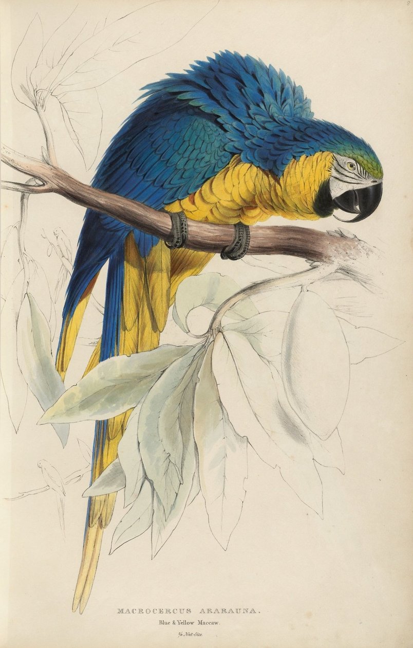 Illustrationer af familien Psittacidœ, eller papegøjer, plade 8 af Edward Lear