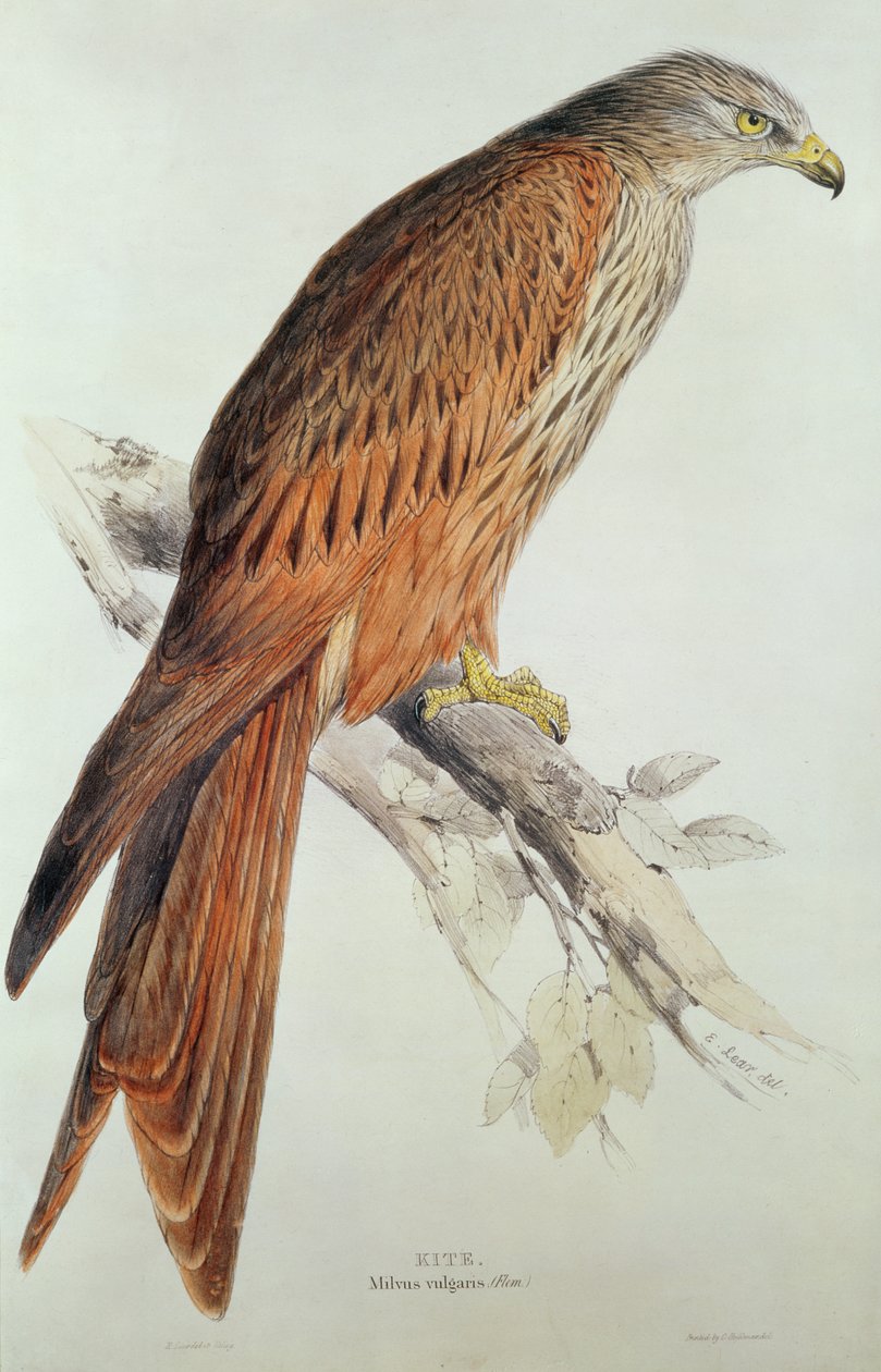 Glente af Edward Lear