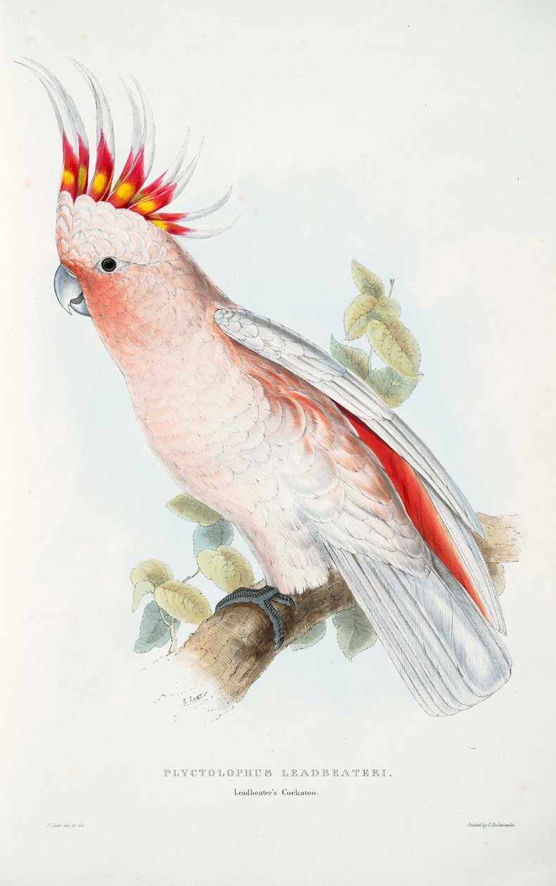 Lophochroa leadbeateri af Edward Lear