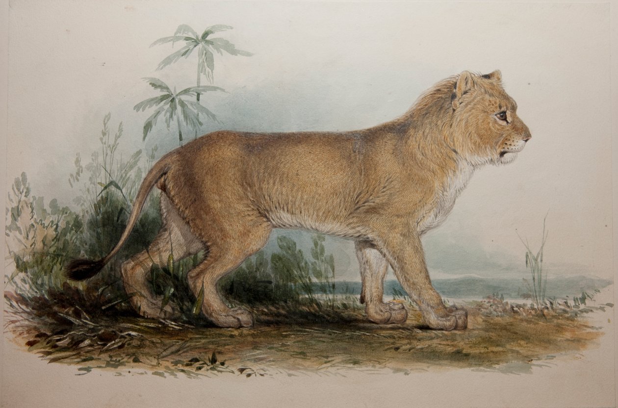 Maneløs løve af Guzerat, 1835 af Edward Lear