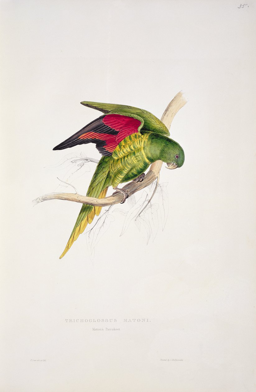 Matons parakit af Edward Lear