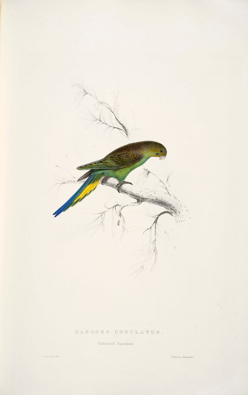 Melopsittacus undulatus af Edward Lear