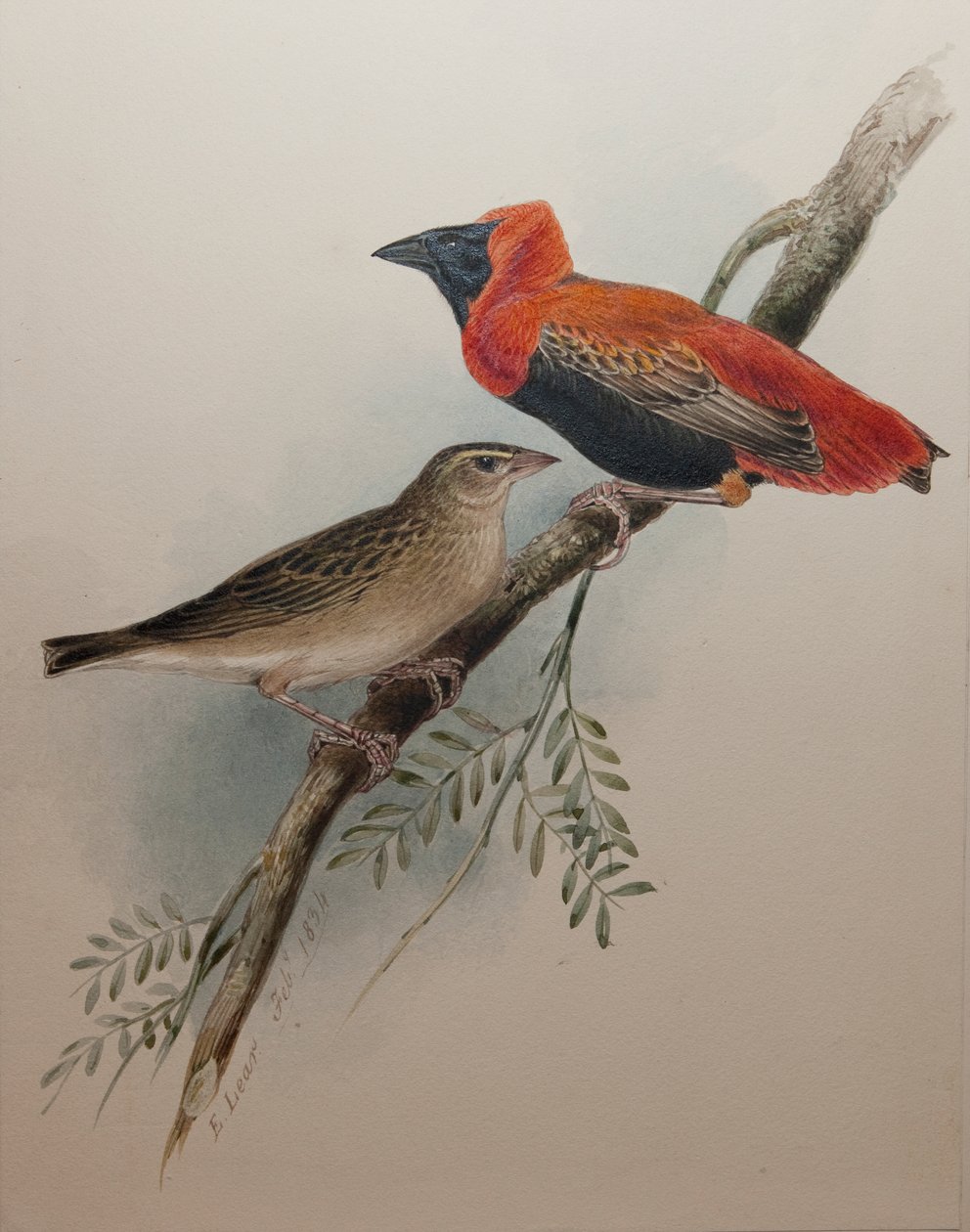 Northern Red Bishop, 1834 af Edward Lear