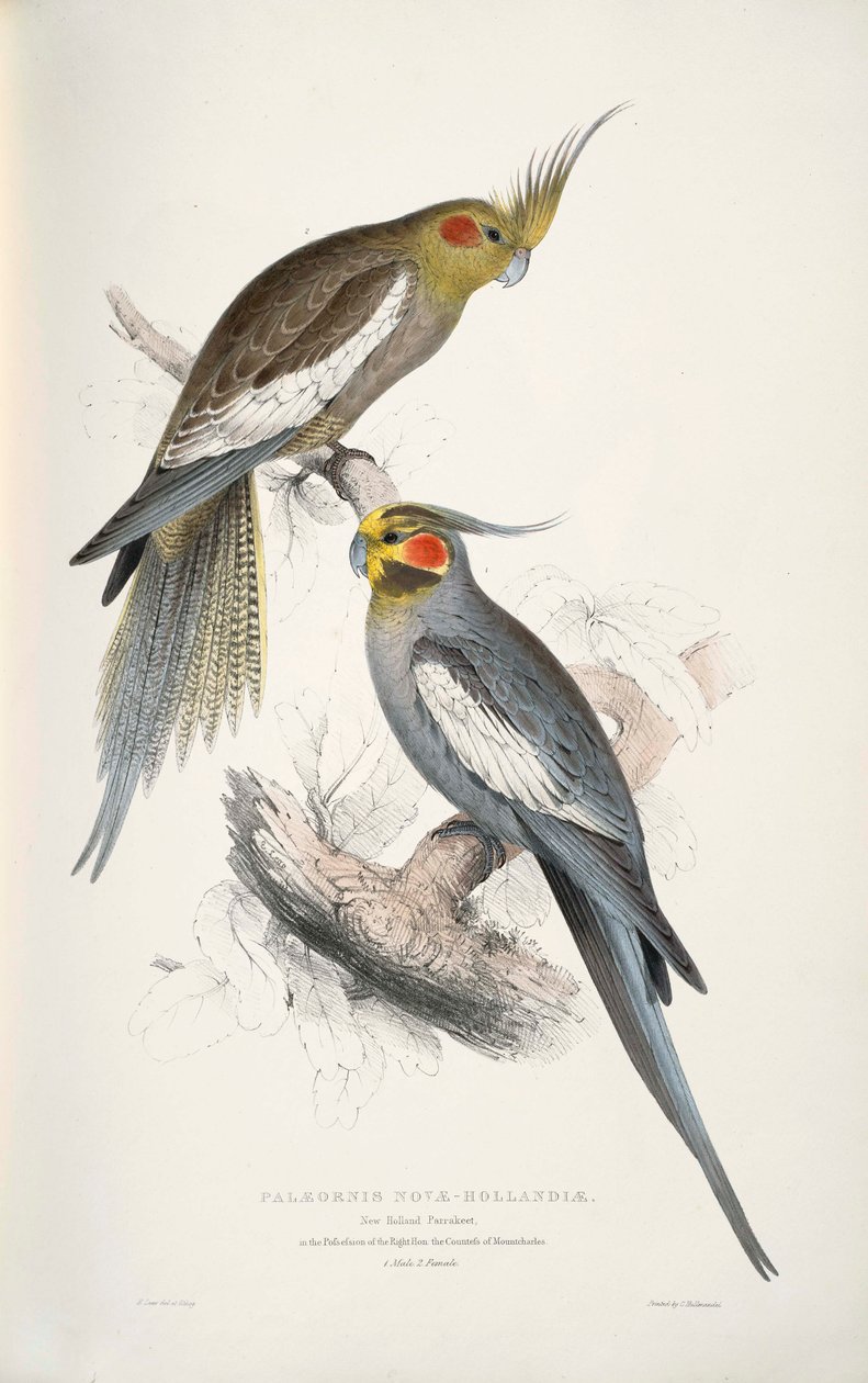 Nymphicus hollandicus af Edward Lear
