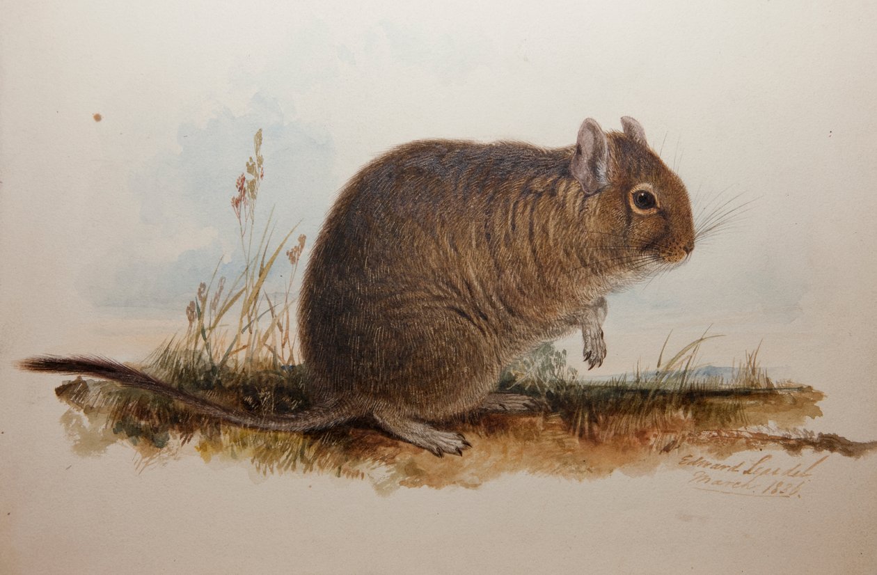 Octodon cumingii, 1836 af Edward Lear