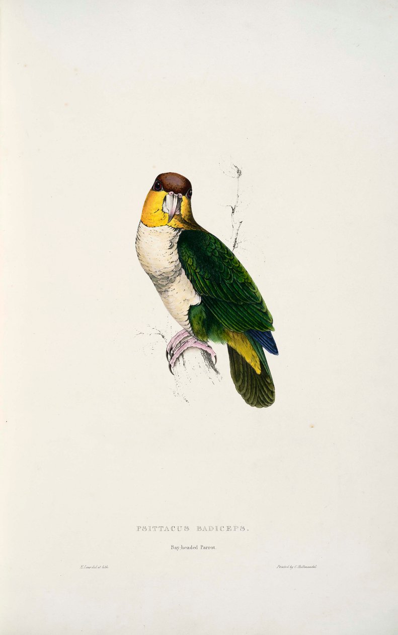 Pionites leucogaster af Edward Lear