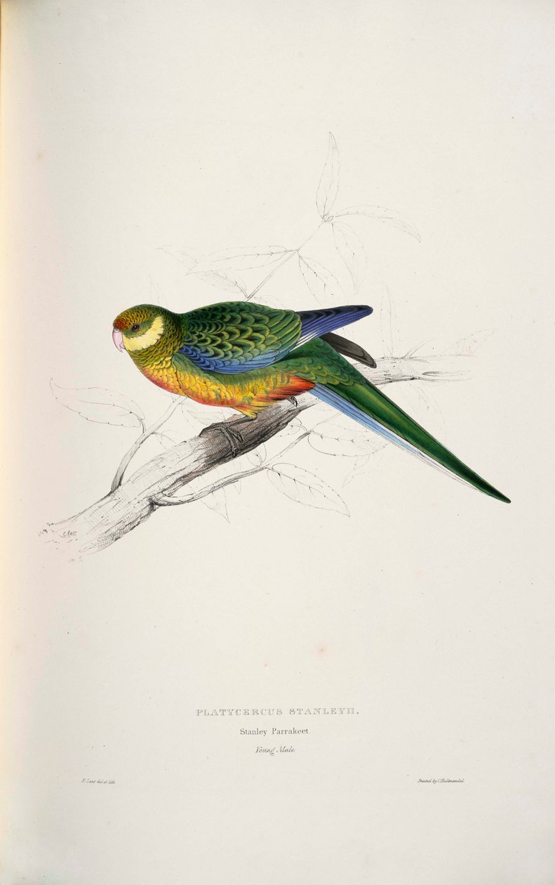 Platycercus icterotis af Edward Lear