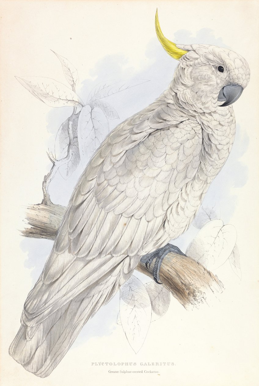 Plyctolophus Galeritus. Større svovl-crested kakadue. af Edward Lear