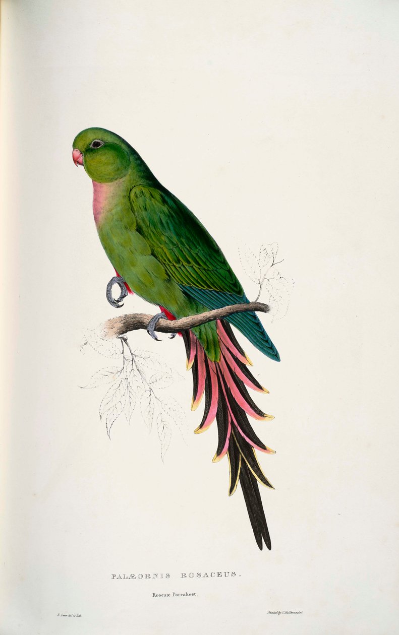 Luksuriøs Alexandra af Edward Lear