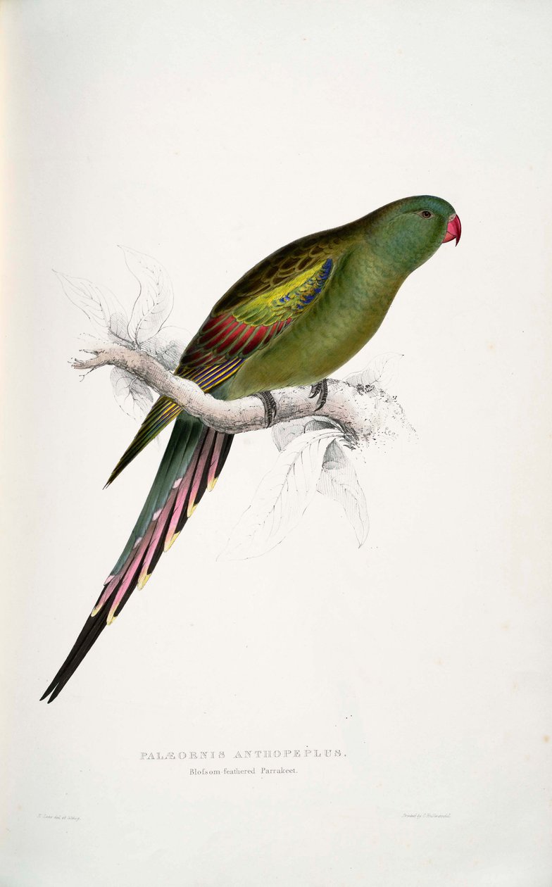 Luksuriøst blomsterbed af Edward Lear