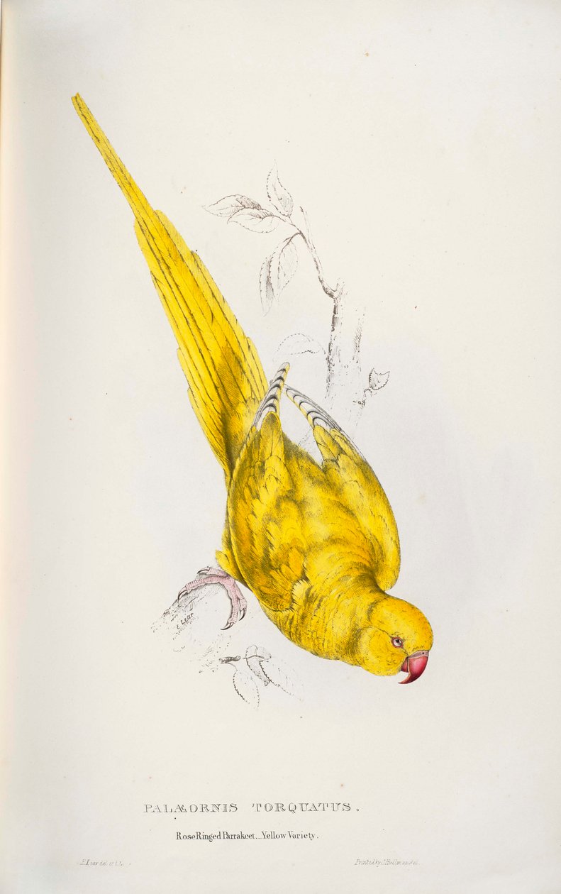 Psittacula krameri af Edward Lear