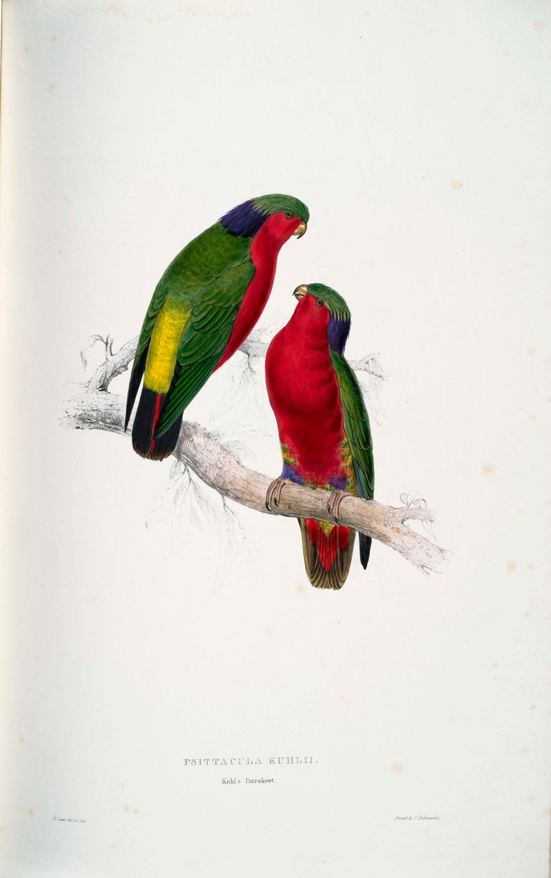 Psittacula kuhlii af Edward Lear