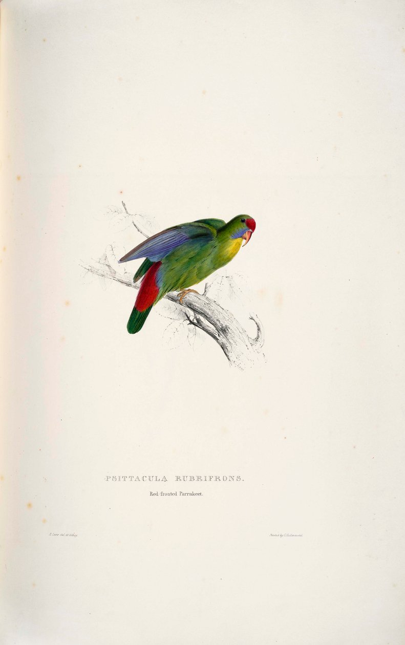 Psittacula rubrifrons af Edward Lear