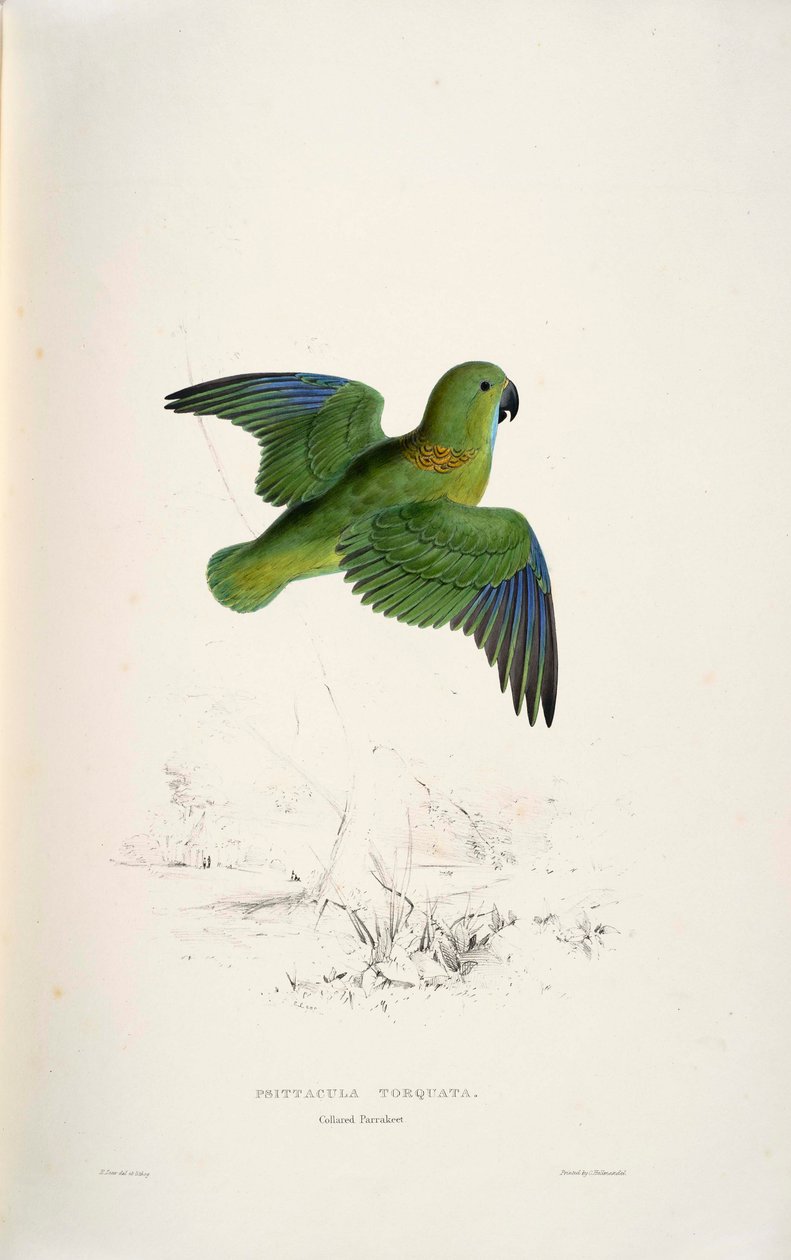 Psittacula torquata af Edward Lear