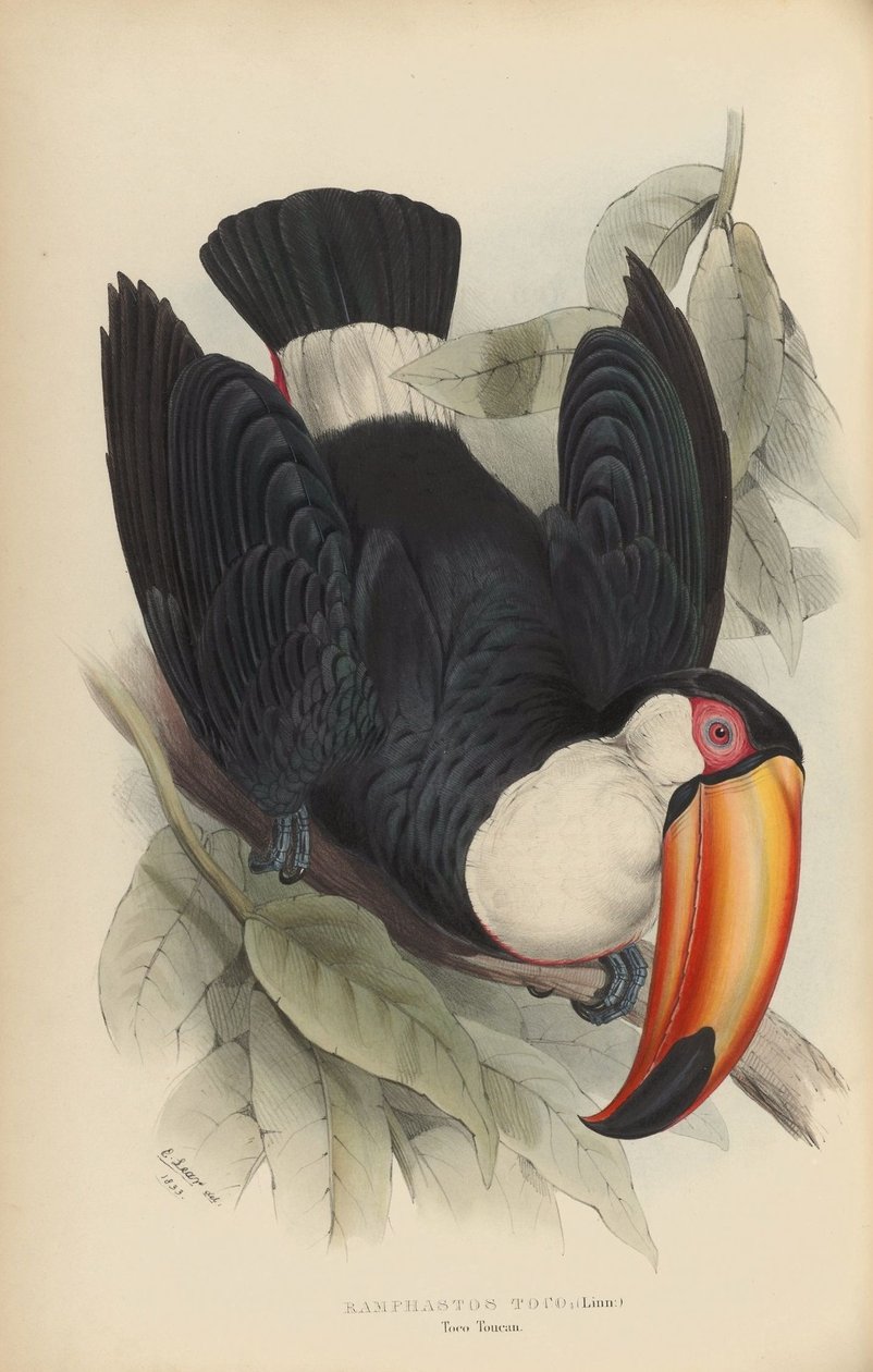 Ramphastos toco af Edward Lear