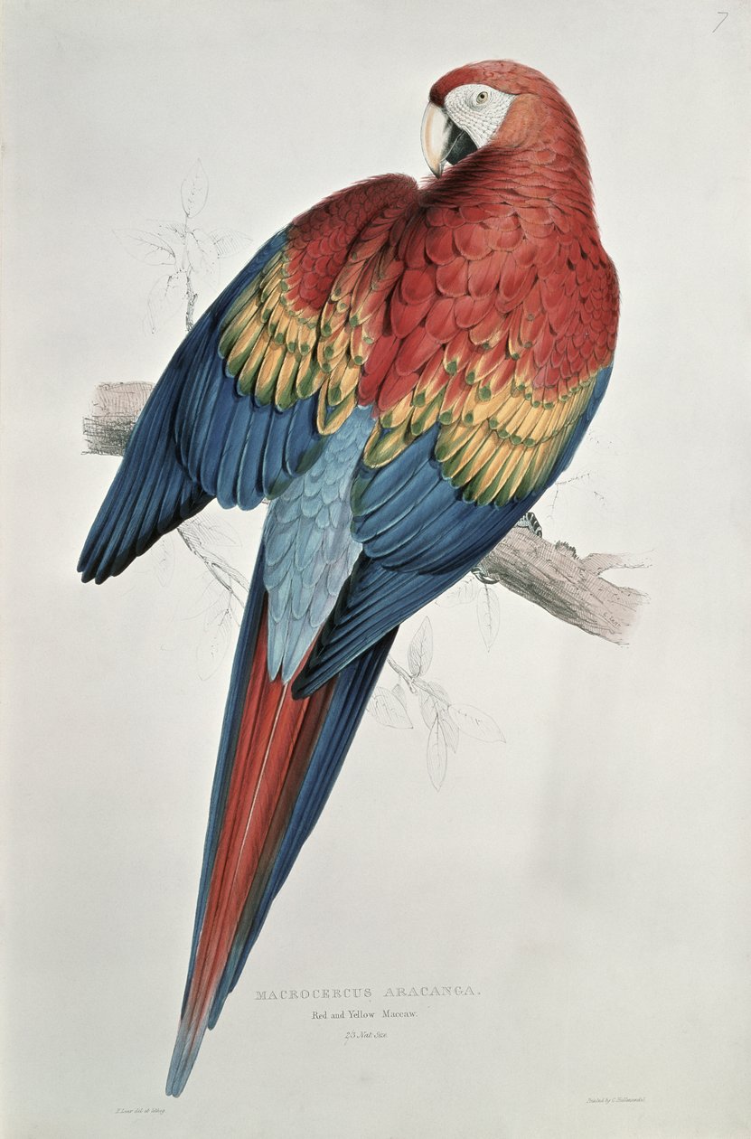 Rød og gul ara af Edward Lear