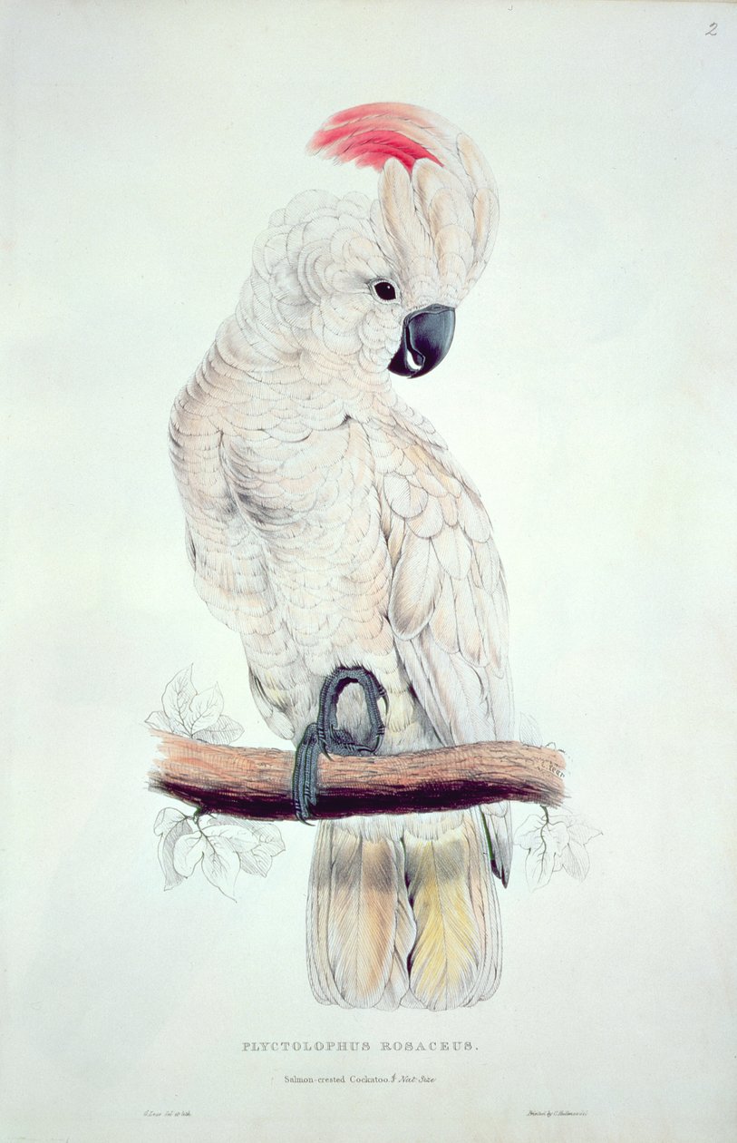 Laksekakadue af Edward Lear