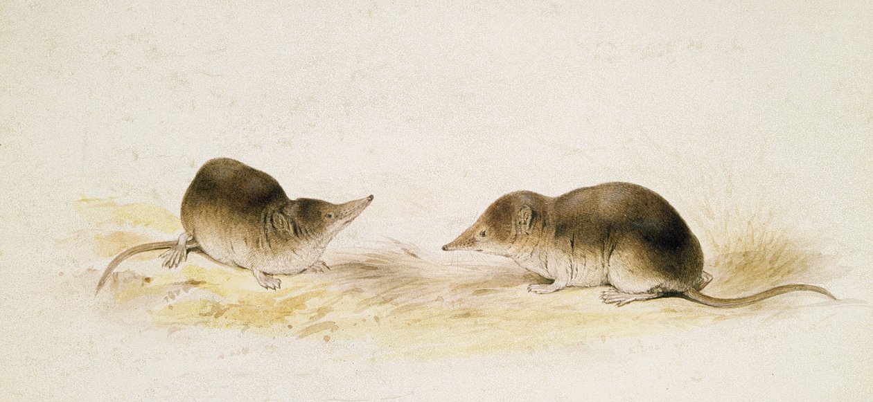 spidsmus af Edward Lear