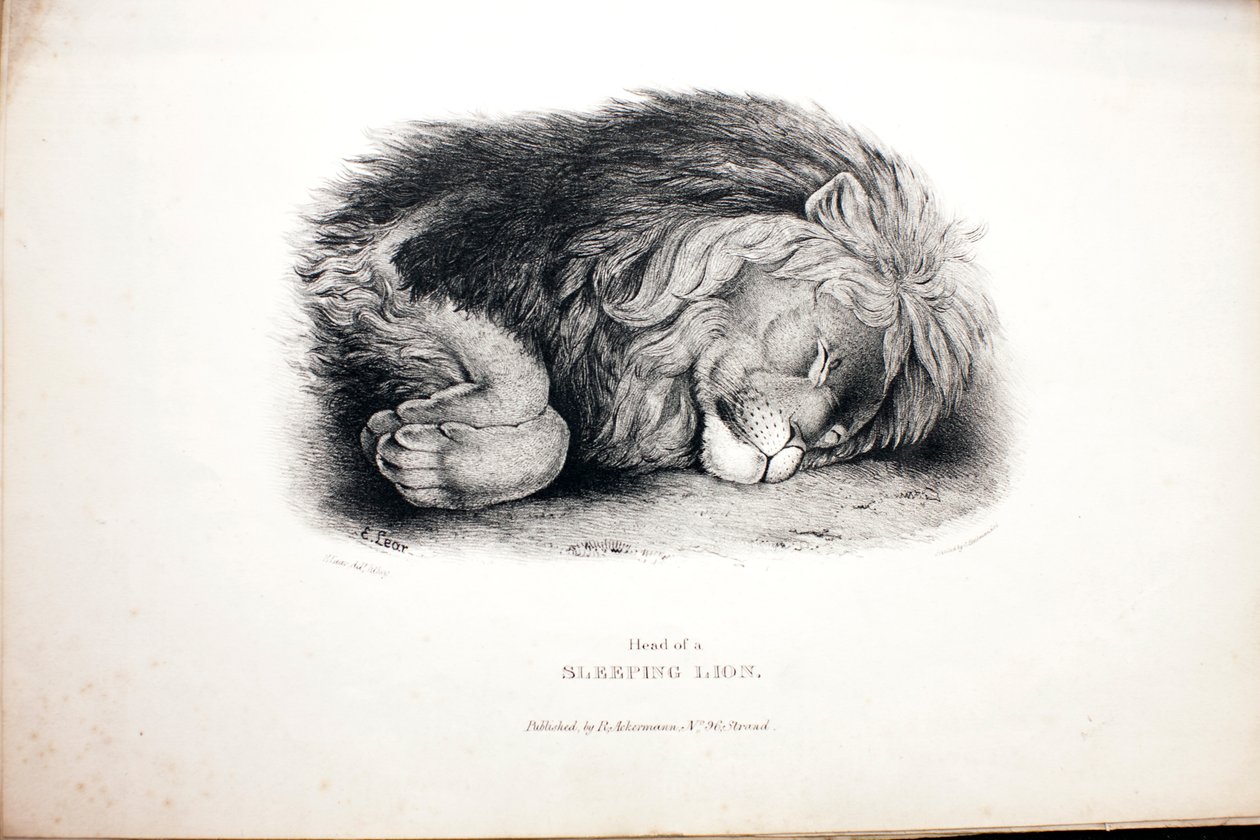 Skitser af dyr i Zoologisk Have af Edward Lear