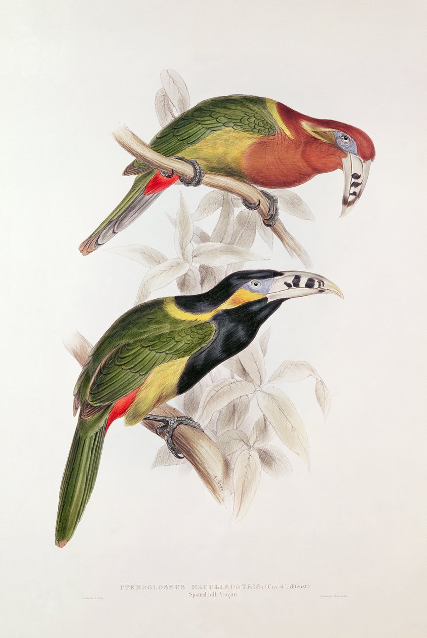 Spotted Bill Aracari, 1800-tallet (farvelitografi) af Edward Lear