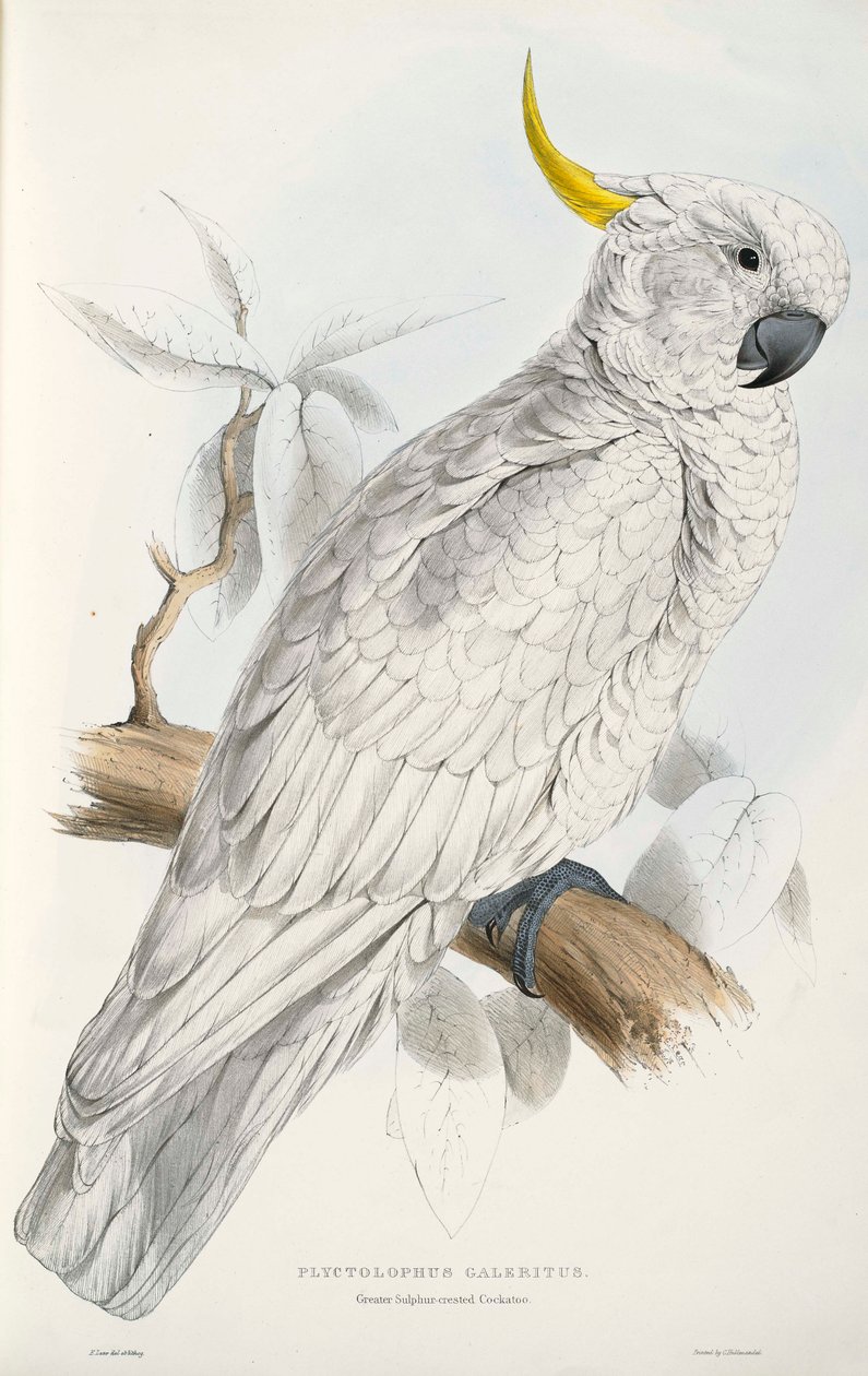 Svovl-crested kakadue af Edward Lear