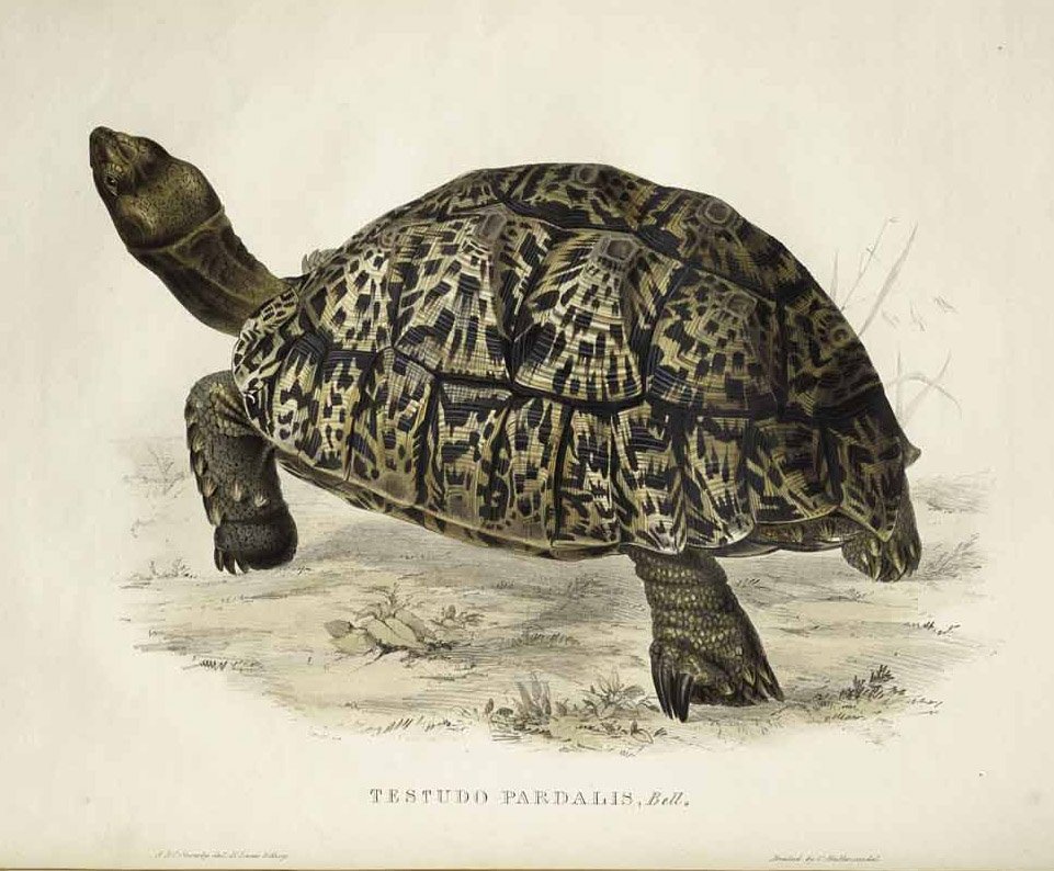 Testudo pardalis af Edward Lear