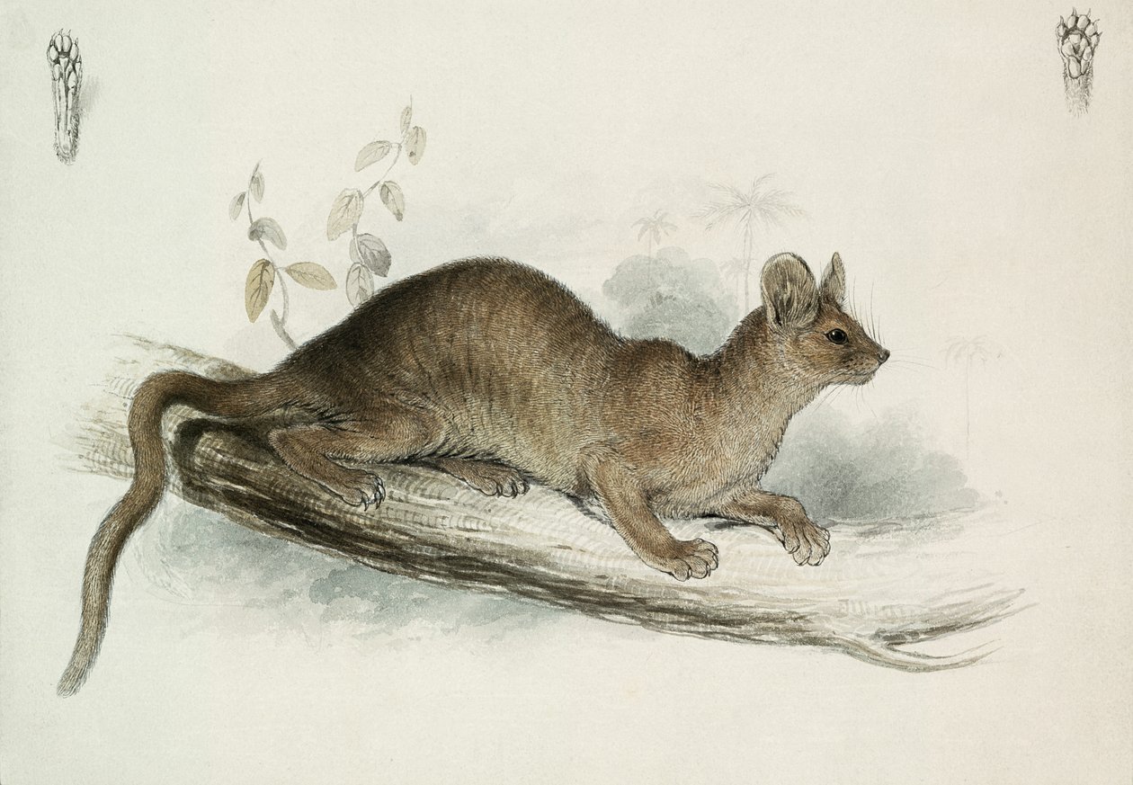 The Polecat, 1800-tallet af Edward Lear