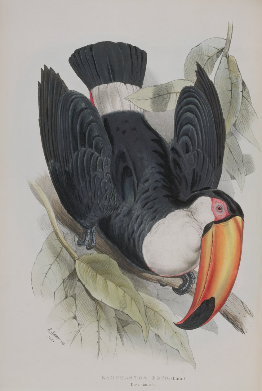 Toco Toucan, fra 