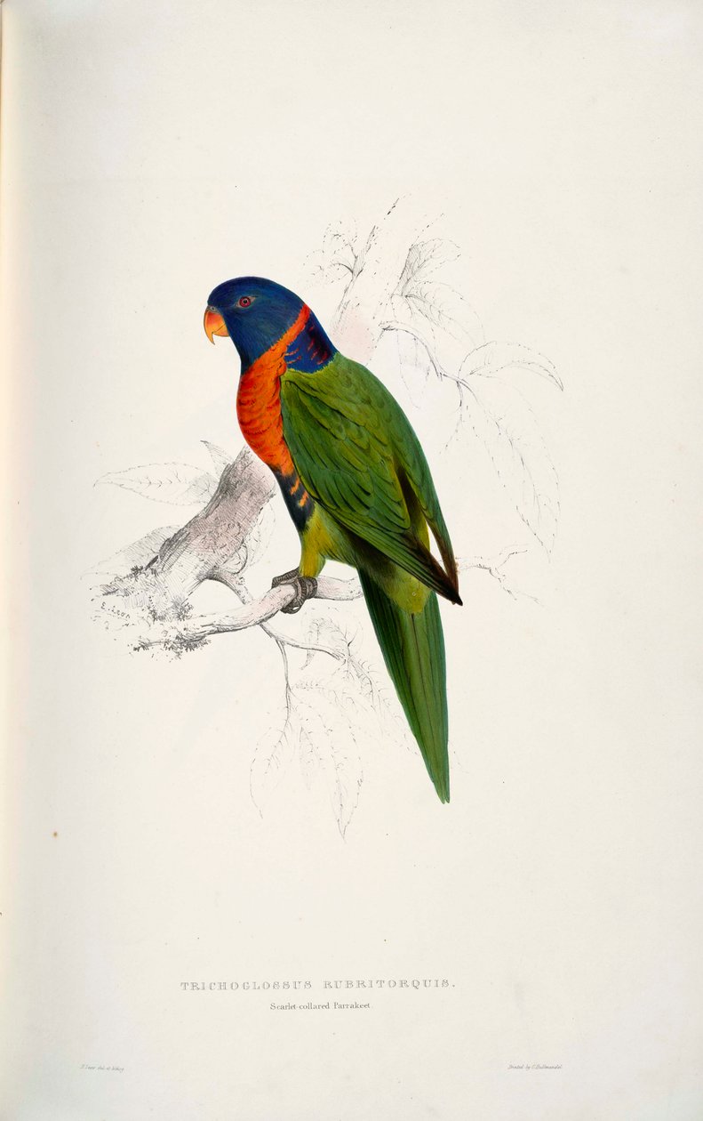 Trichoglossus rubritorquis Scarlet af Edward Lear