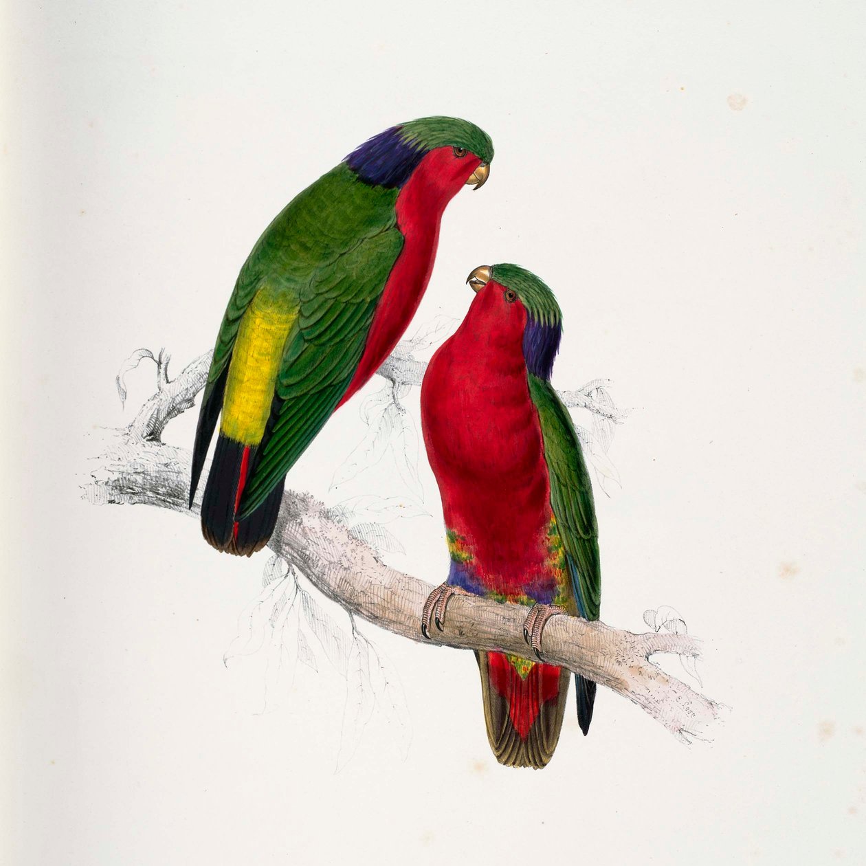 Vini kuhlii af Edward Lear