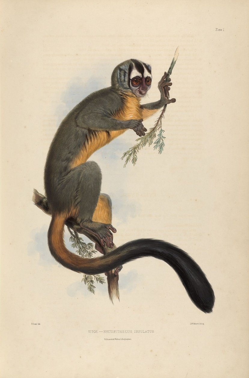 Vitoe Nyctipithecus Infulatus af Edward Lear