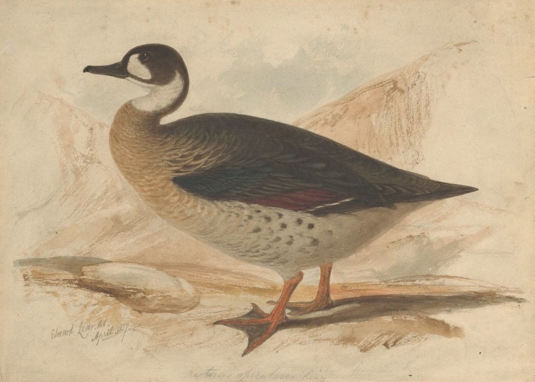 bronze-vinget and af Edward Lear