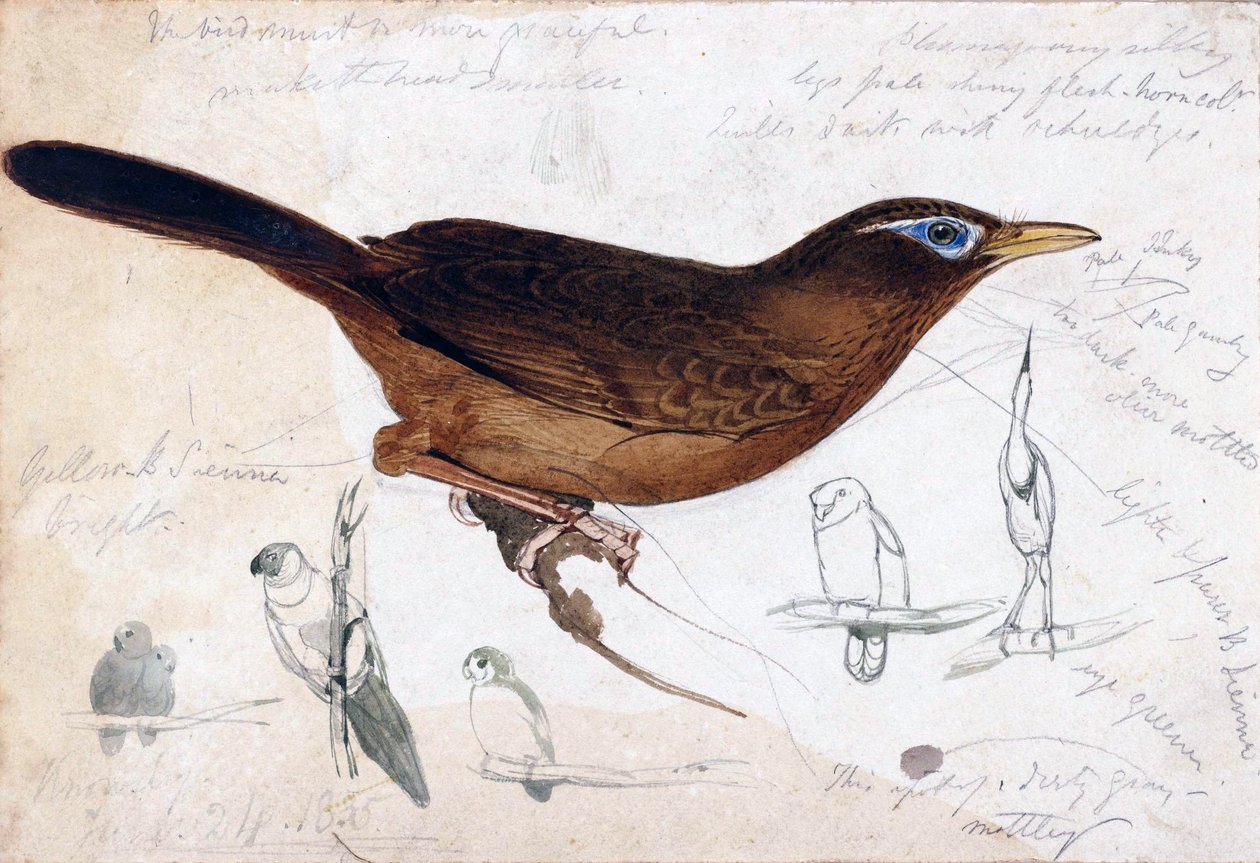 brun fugl af Edward Lear