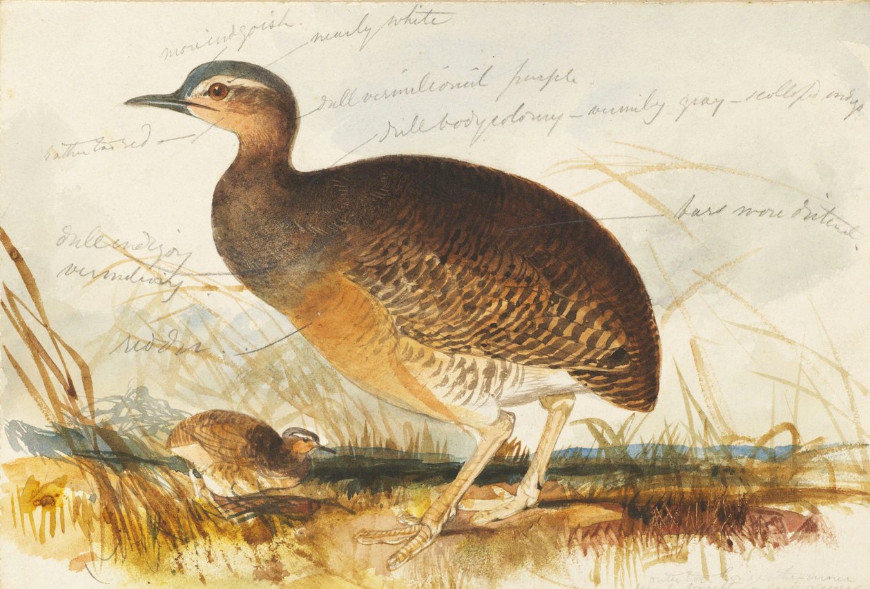 er marsk af Edward Lear