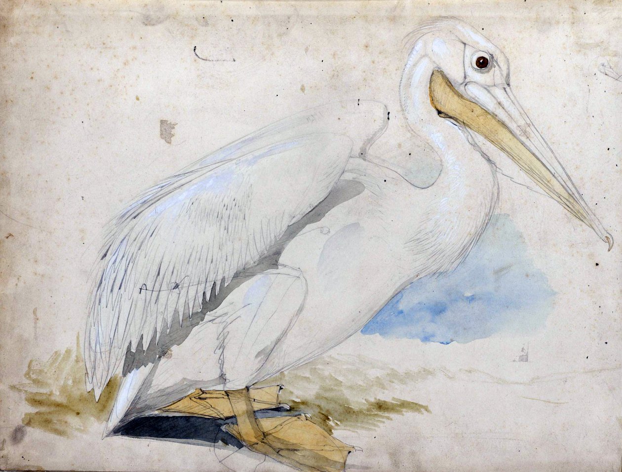 pelikan af Edward Lear