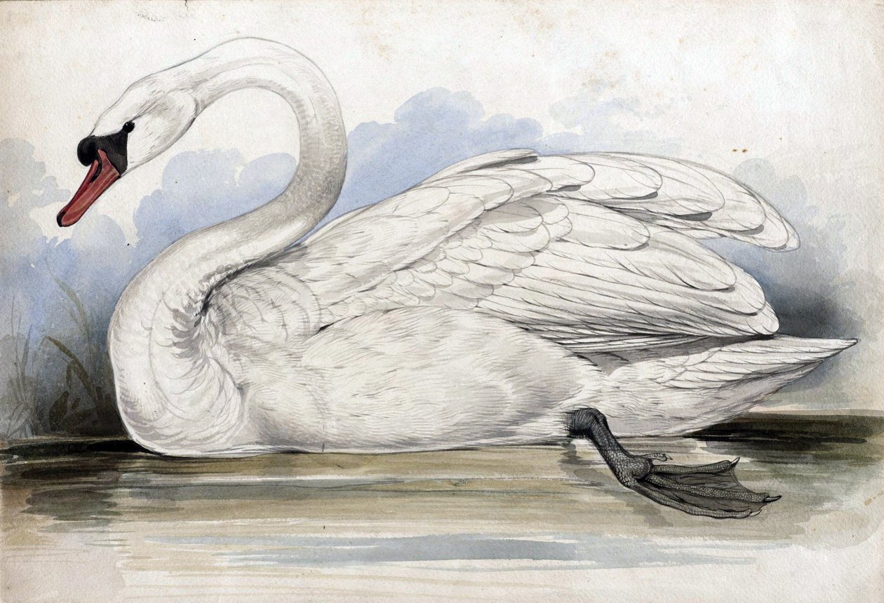Svane af Edward Lear