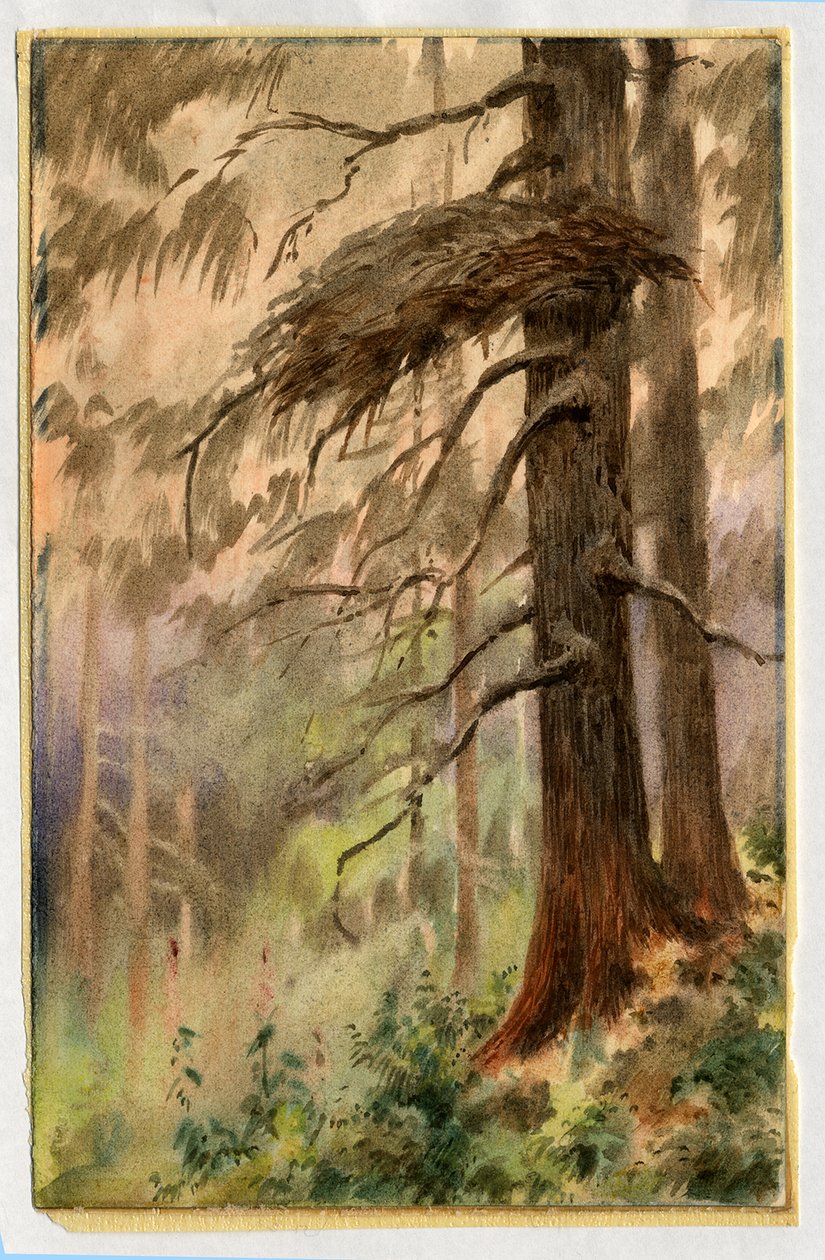 Gåhøge reden, 1898-99 (wc på papir) af Edward Adrian Wilson