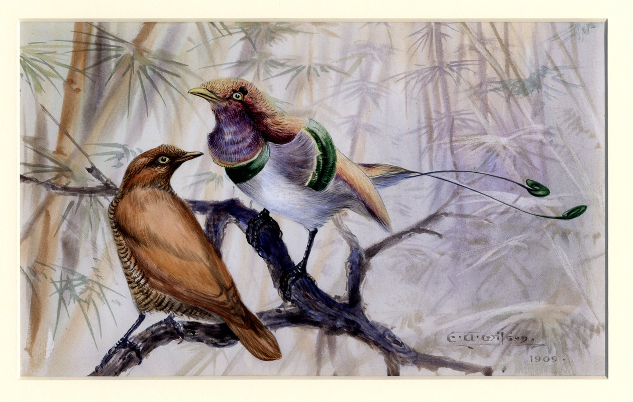 King bird of paradise, 1909 (wc på papir) af Edward Adrian Wilson