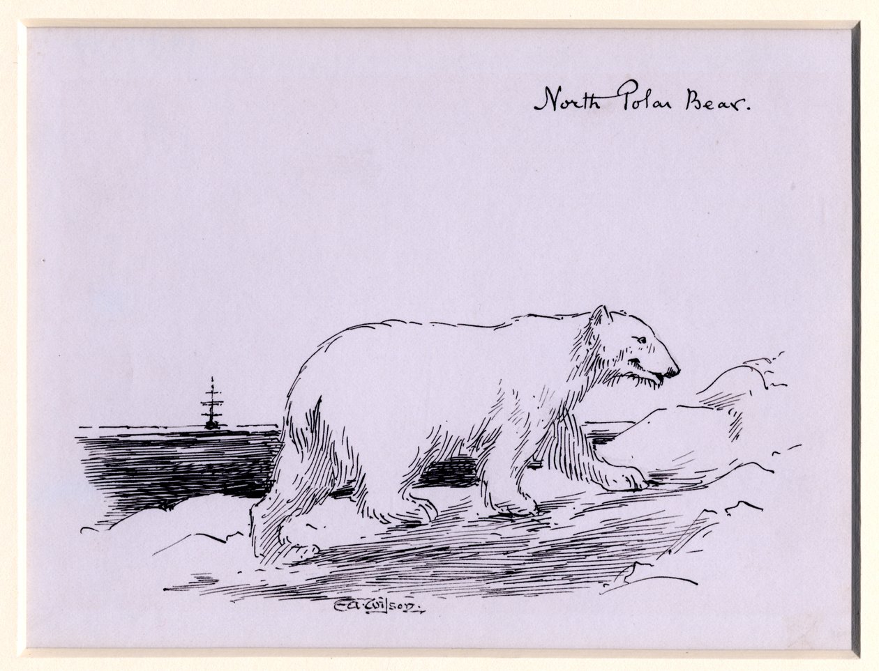 Isbjørn, ca. 1905 (blæk på papir) af Edward Adrian Wilson