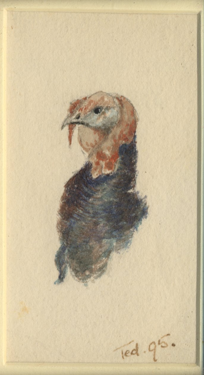 Studie af en kalkun, 1895 (wc på papir) af Edward Adrian Wilson