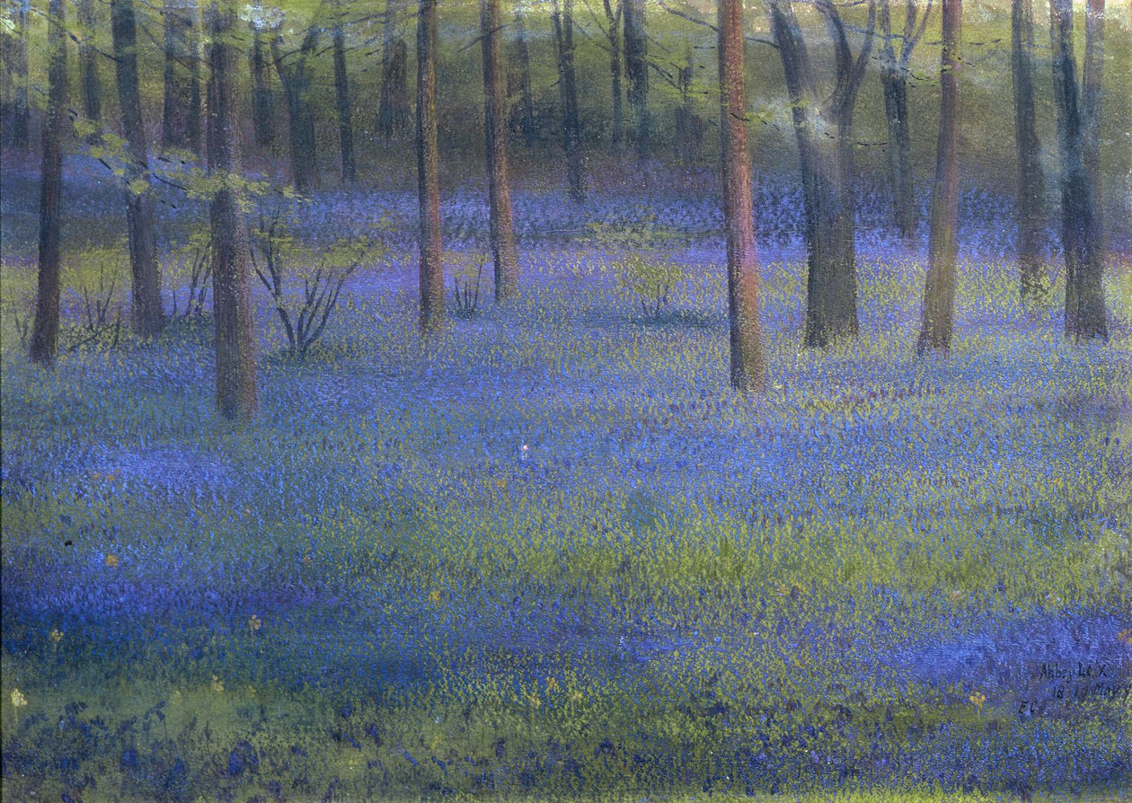 Bluebell Wood (pastel på papir) af Edward Clifford