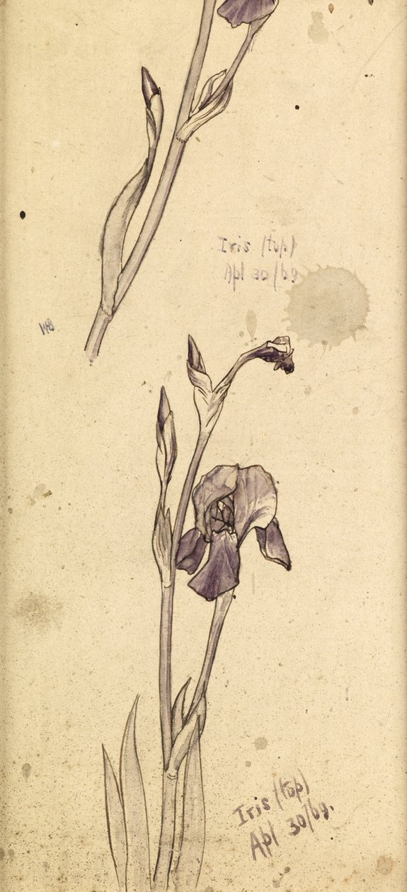 Iris, 1869 af Edward Burne Jones