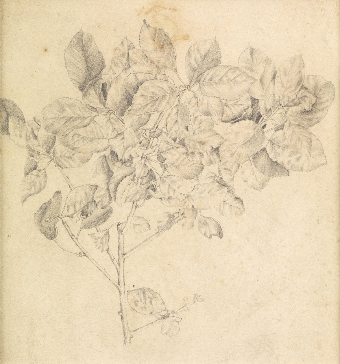 Studie til æbleplantage af Edward Burne Jones