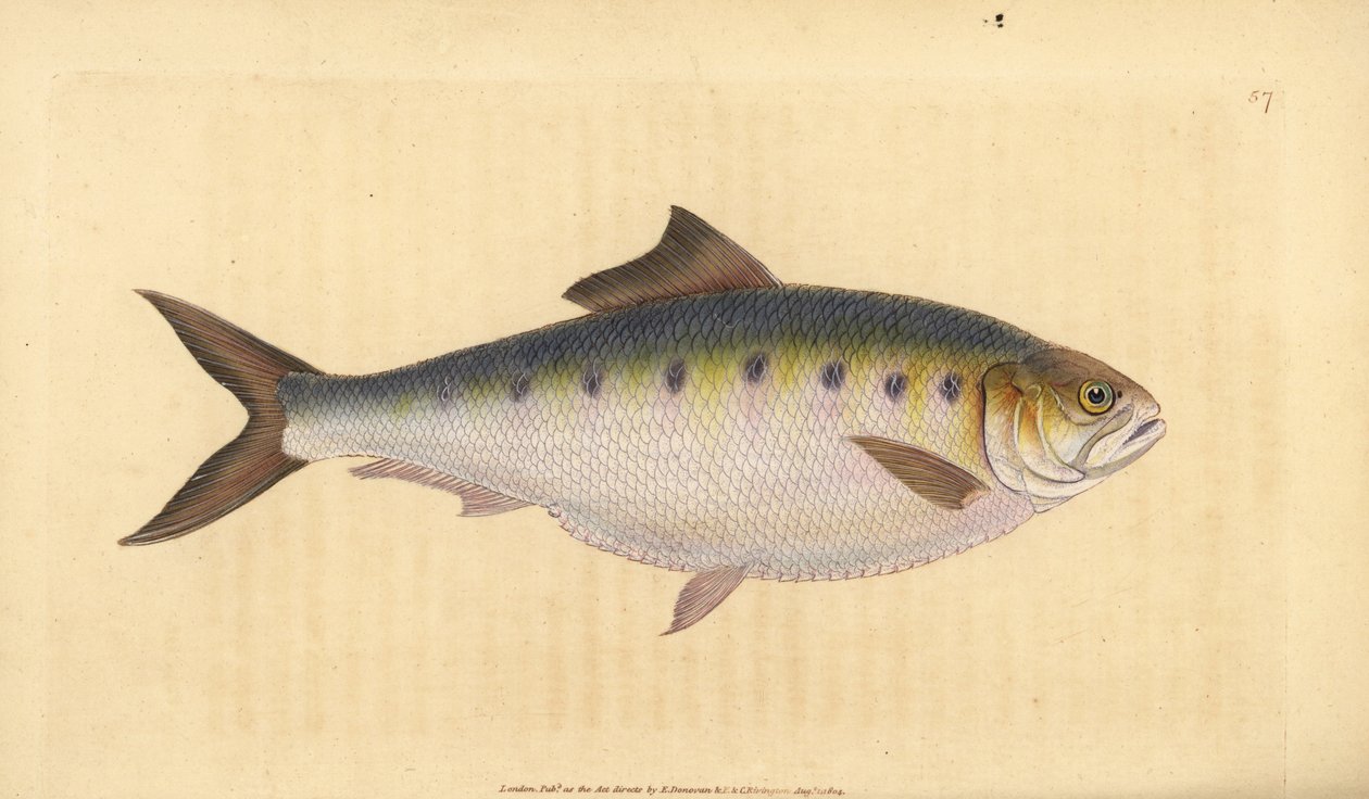 Allis shad, Alosa alosa (Shad, Clupea alosa). Håndfarvet kobberplade tegnet og indgraveret af Edward Donovan fra hans Natural History of British Fishes, Donovan og F.C. og J. Rivington, London af Edward Donovan