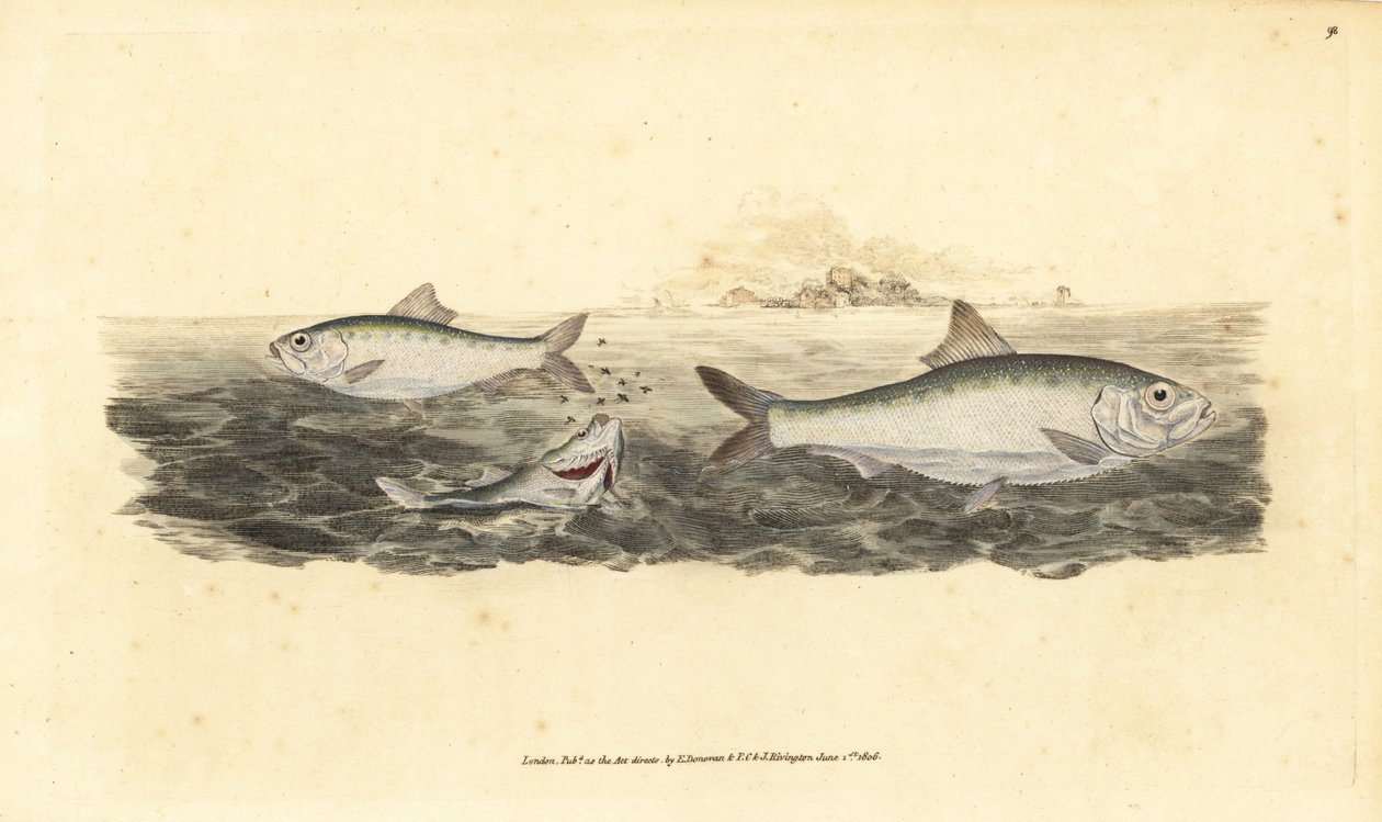 Allis shad, Alosa alosa (Hvid agn, Clupea alosa). Håndfarvet kobberplade tegnet og indgraveret af Edward Donovan fra hans Natural History of British Fishes, Donovan og F.C. og J. Rivington, London af Edward Donovan