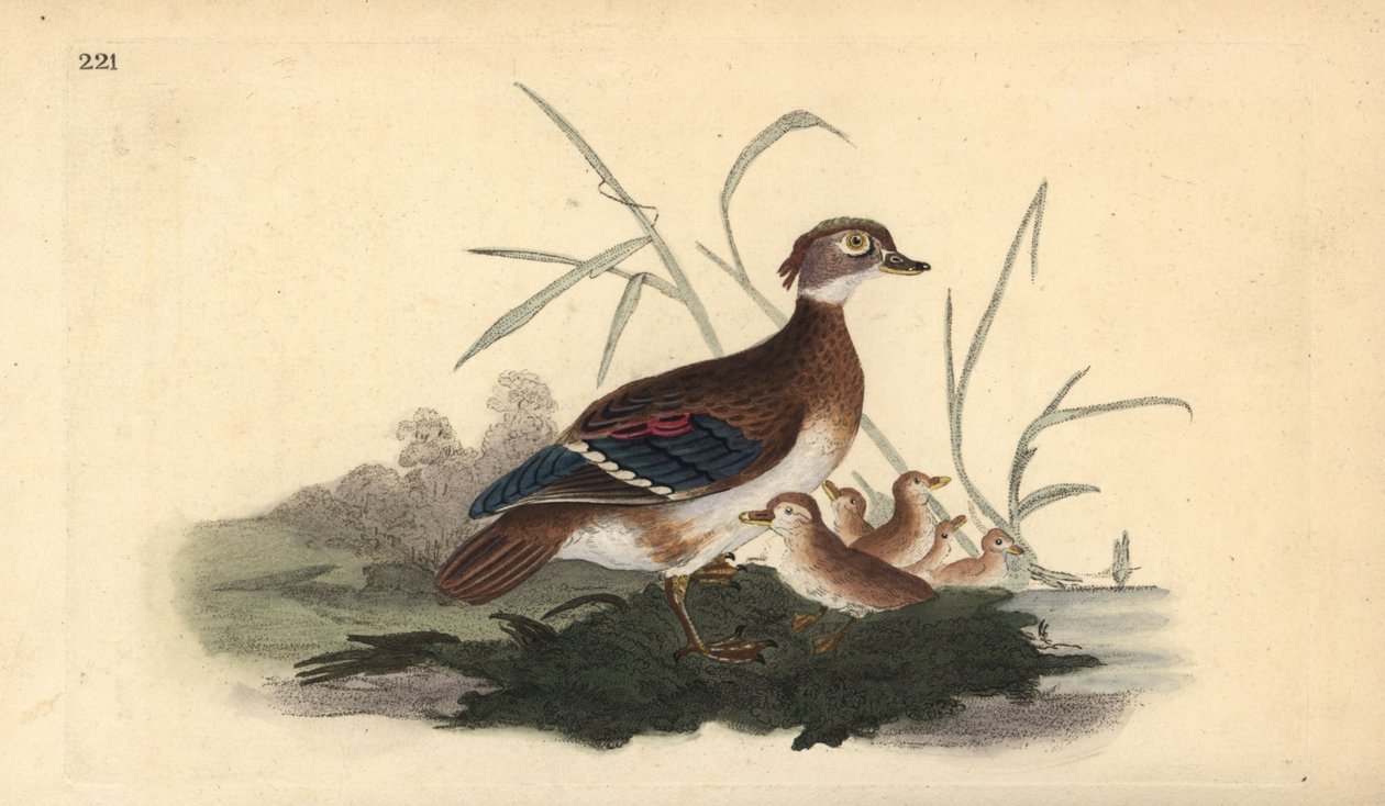 Amerikansk skovand (hun og ung). Håndfarvet kobberplade tegnet og graveret af Edward Donovan fra hans egen "Natural History of British Birds," London af Edward Donovan