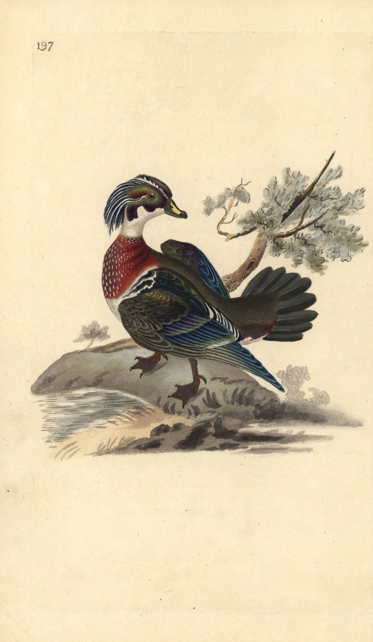 Amerikansk skovand, Aix sponsa. Håndfarvet kobberplade tegnet og graveret af Edward Donovan fra hans egen "Natural History of British Birds," London af Edward Donovan
