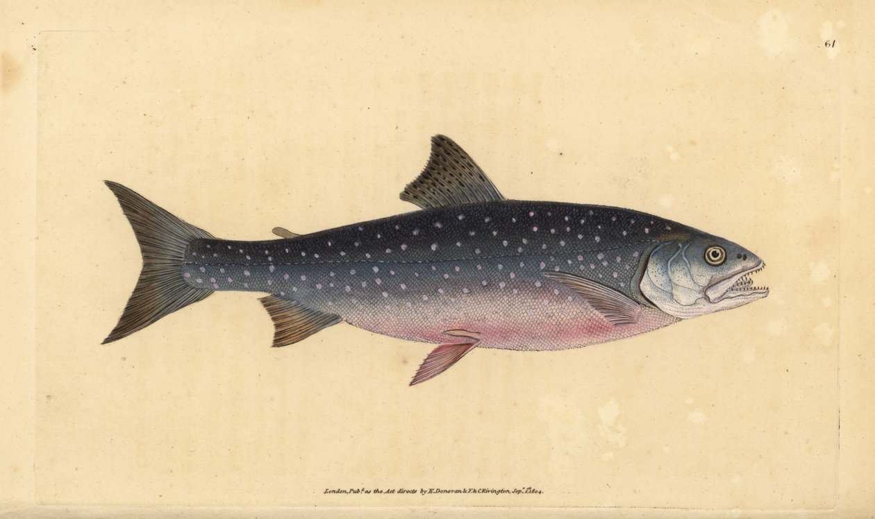 Fjeldørred, Salvelinus alpinus alpinus (Alpine laks, Salmo alpinus). Håndfarvet kobberplade tegnet og indgraveret af Edward Donovan fra hans Natural History of British Fishes, Donovan og F.C. og J. Rivington, London af Edward Donovan