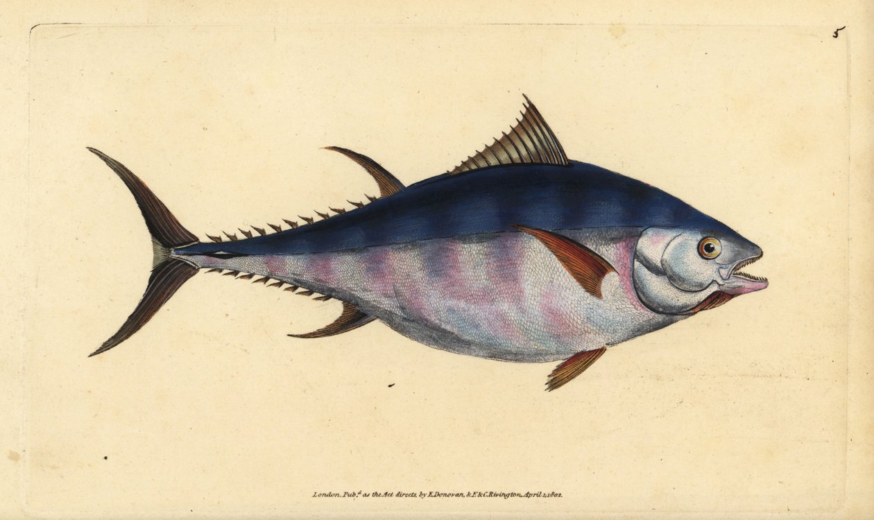 Atlantisk blåfinnet tun, Thunnus thynnus (truet). Tunny, Scomber thynnus. Håndfarvet kobberplade tegnet og indgraveret af Edward Donovan fra hans Natural History of British Fishes, Donovan og F.C. og J. Rivington, London af Edward Donovan