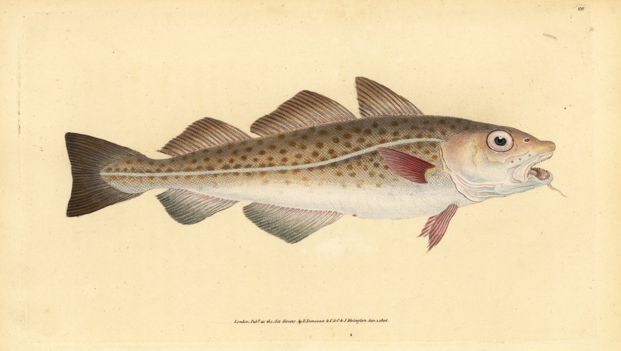 Atlanterhavstorsk eller torskefisk. Gadus morhua. Sårbar. Håndfarvet kobberplade tegnet og indgraveret af Edward Donovan fra hans Natural History of British Fishes, Donovan og F.C. og J. Rivington, London af Edward Donovan